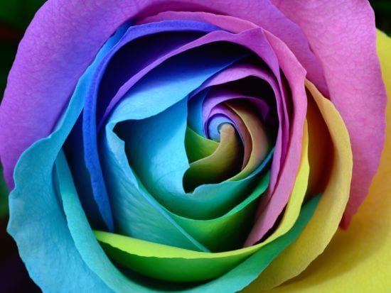 rainbow colored rose