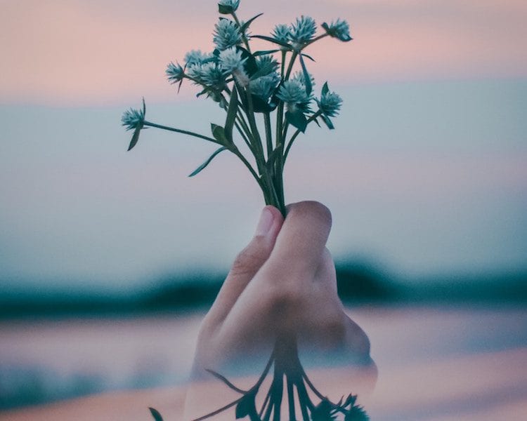 woman's hand holding plant in sunset
